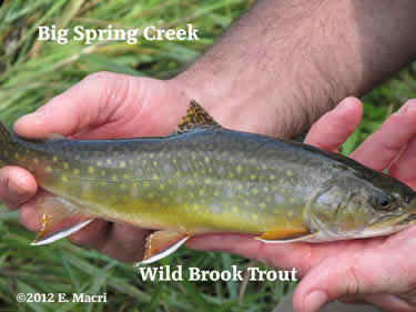 Wild Brook Trout from Big Spring Creek Cumberland County Pennsylvania