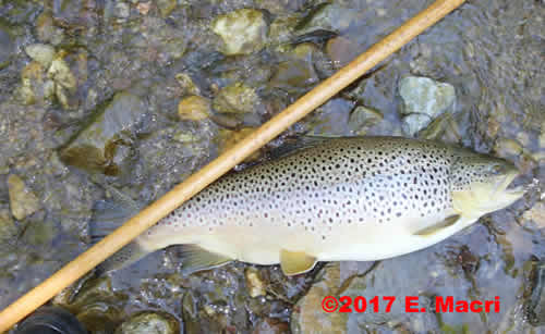 Wild Brown Female Approximately 9 Pounds from the Conewago Creek in Adams County PA Caught and released by Gene Macri www.eugenemacri.com