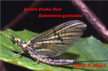 Green Drake Ephemera guttulata from Penns Creek Pennsylvania