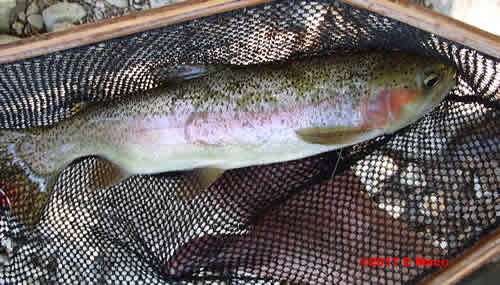 A large Wild Rainbow caught and release by Tony Laporta on the Conewago at www.eugenemacri.com